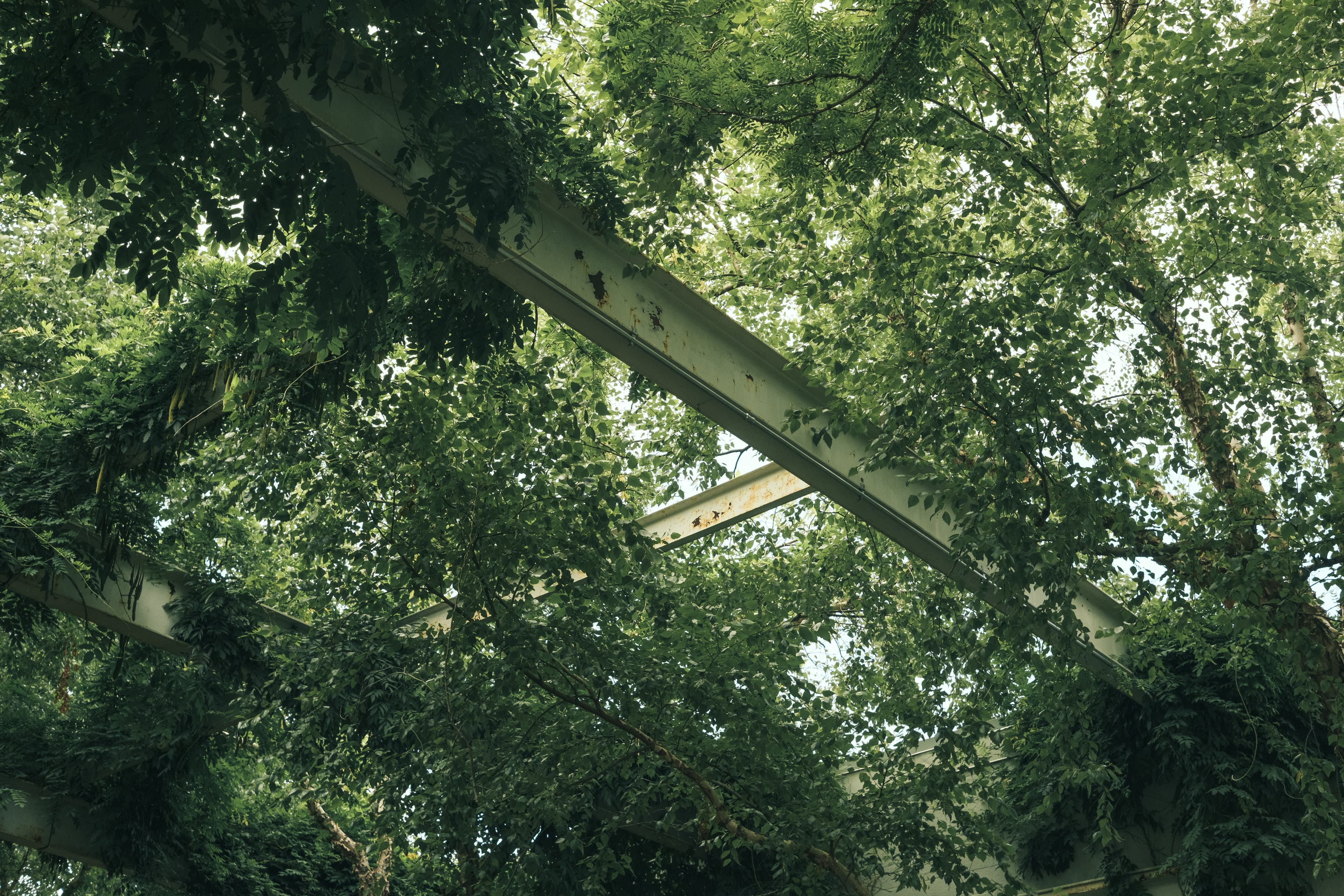 I-beam amongst tree leaves